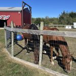Warrior Ranch Foundation 2024
